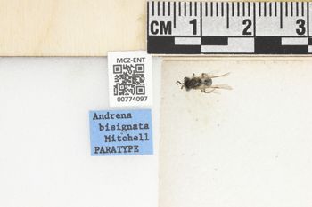Media type: image;   Entomology 774097 Aspect: Labels